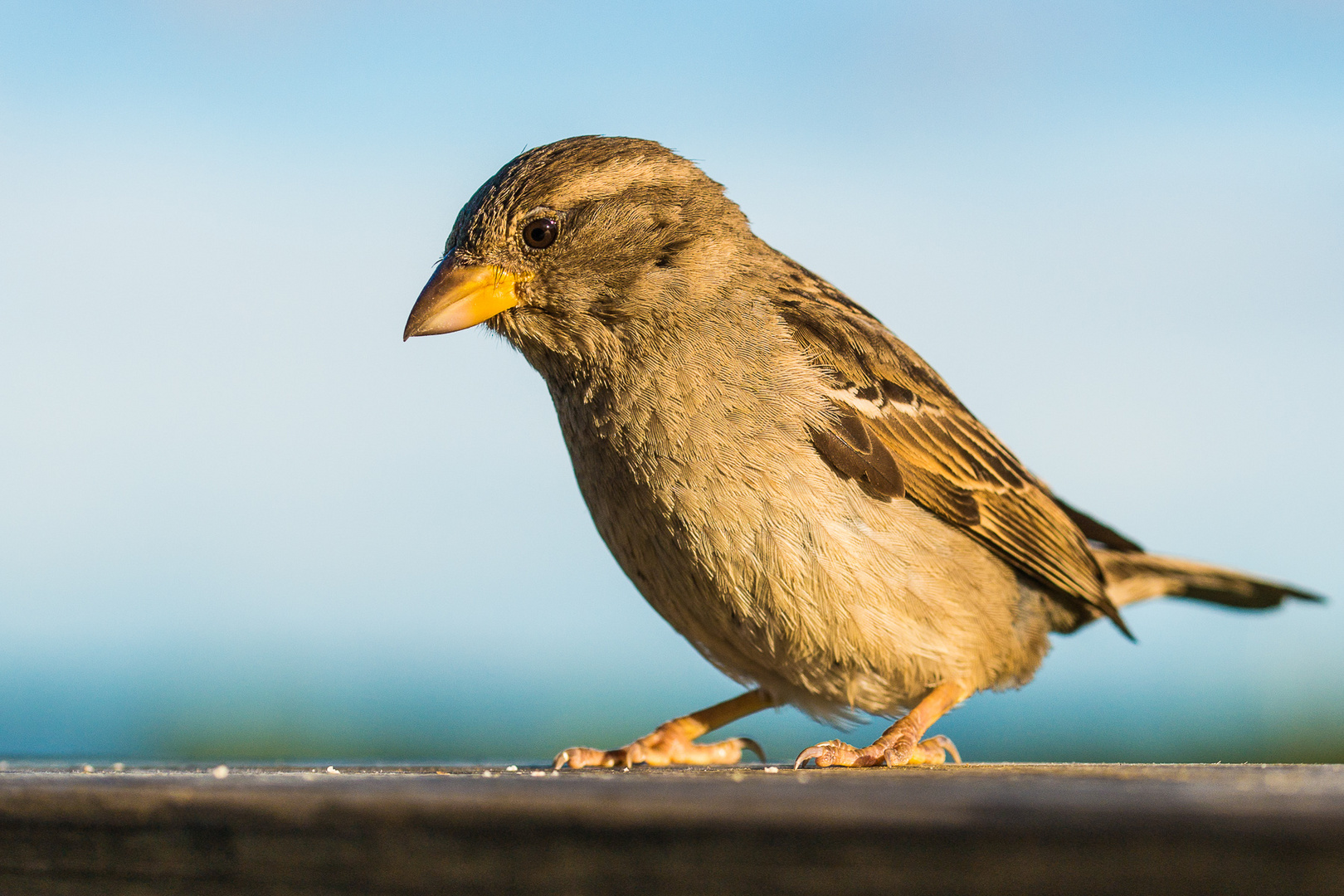 Spatz in der Abendsonne