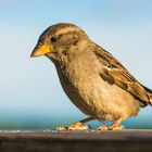 Spatz in der Abendsonne