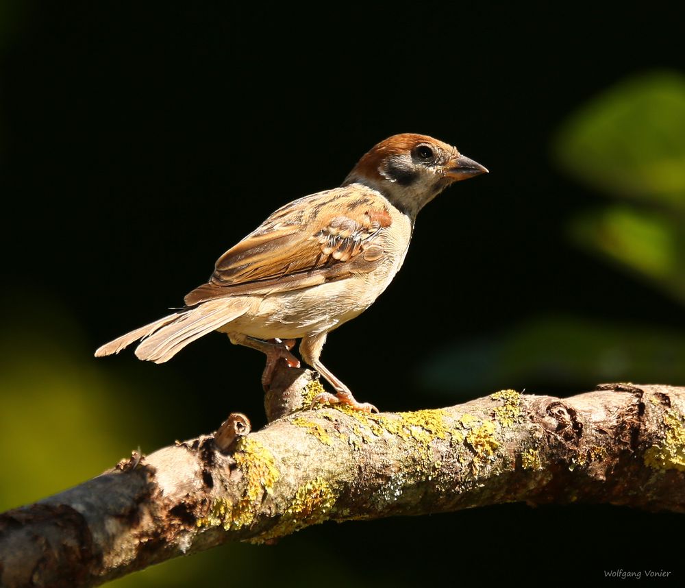 Spatz in der Abendsonne