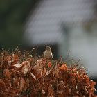 Spatz in der Buchenhecke