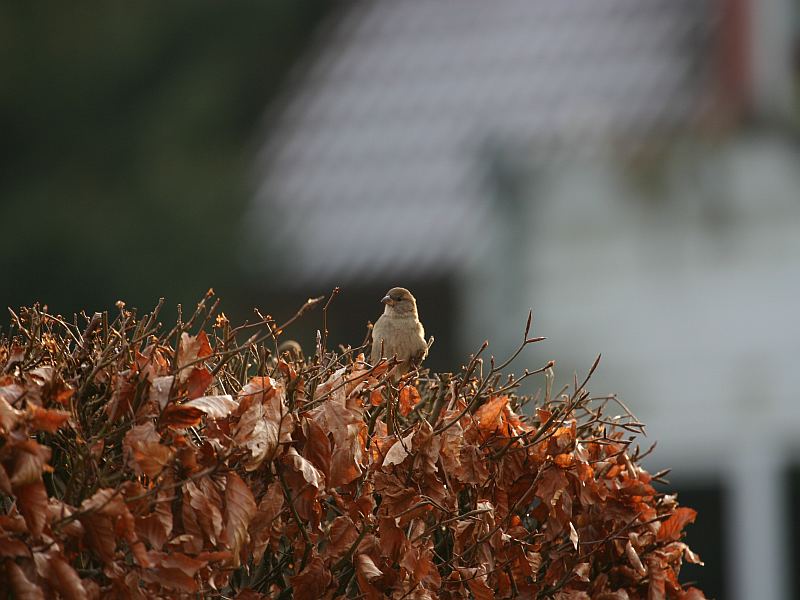 Spatz in der Buchenhecke