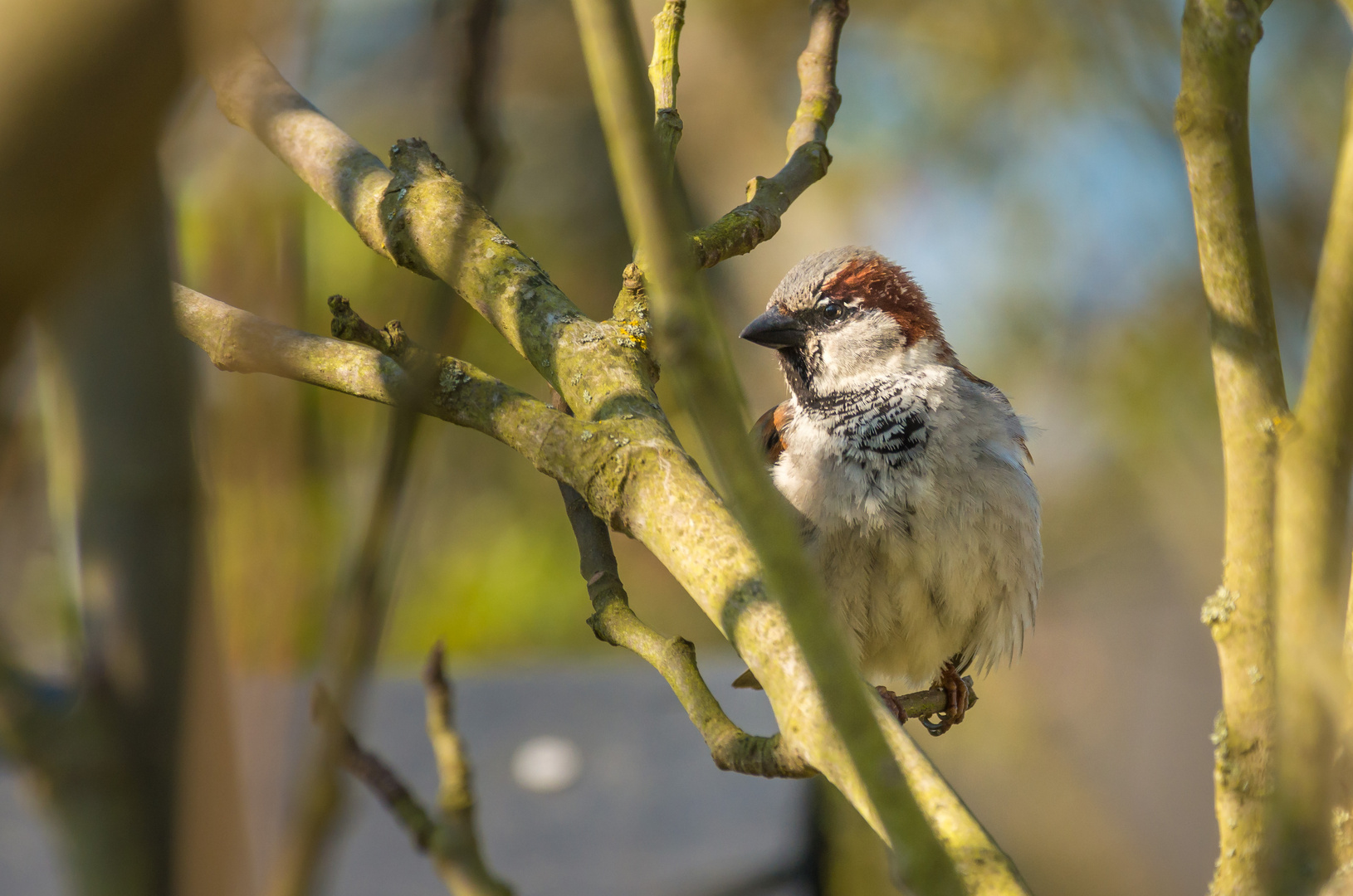 Spatz in der Frühlingssonne