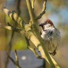 Spatz in der Frühlingssonne