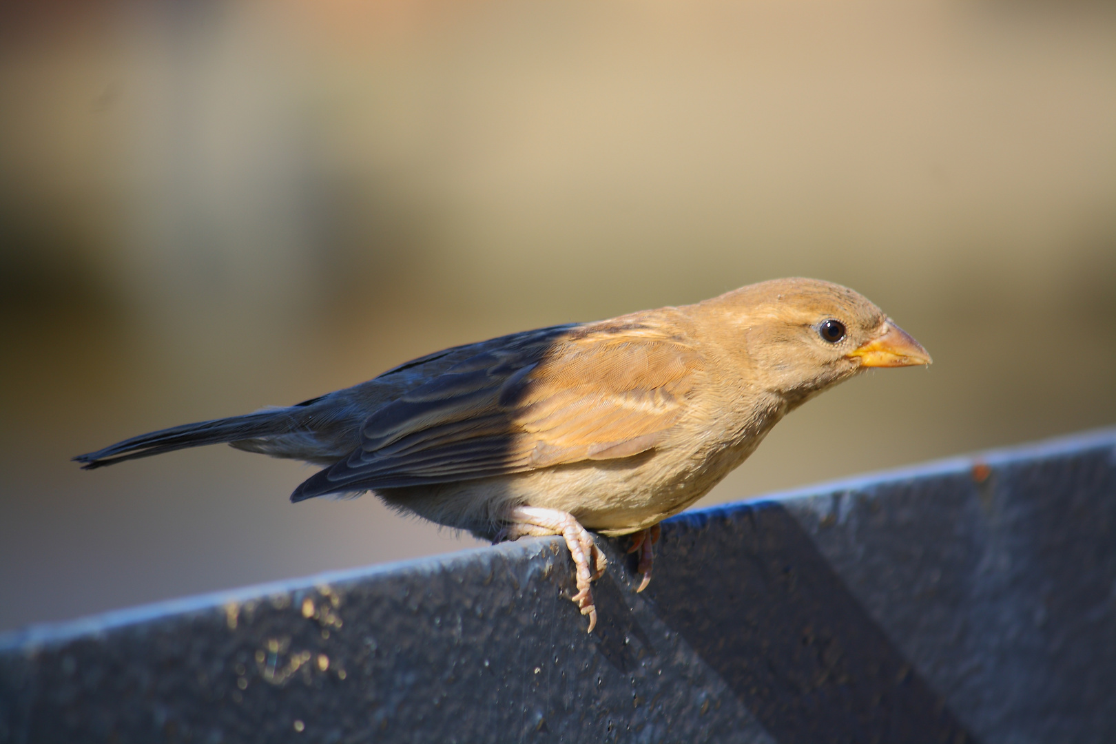 Spatz in der Hamburger Speicherstadt