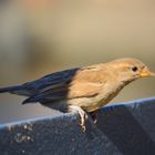 Spatz in der Hamburger Speicherstadt