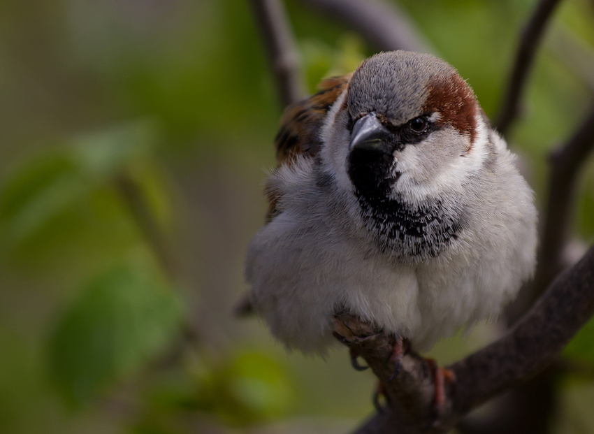 Spatz in der Hand