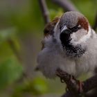 Spatz in der Hand