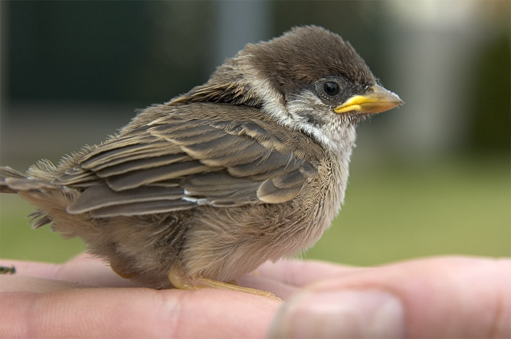 Spatz in der Hand