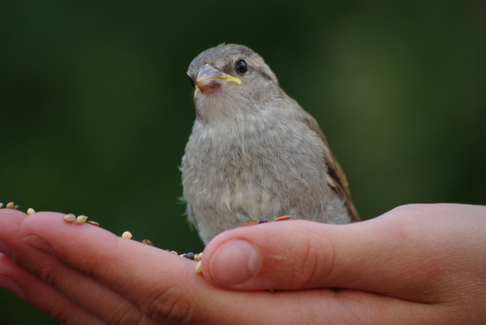 Spatz in der Hand II