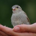 Spatz in der Hand II