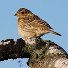 Spatz in der Heide 