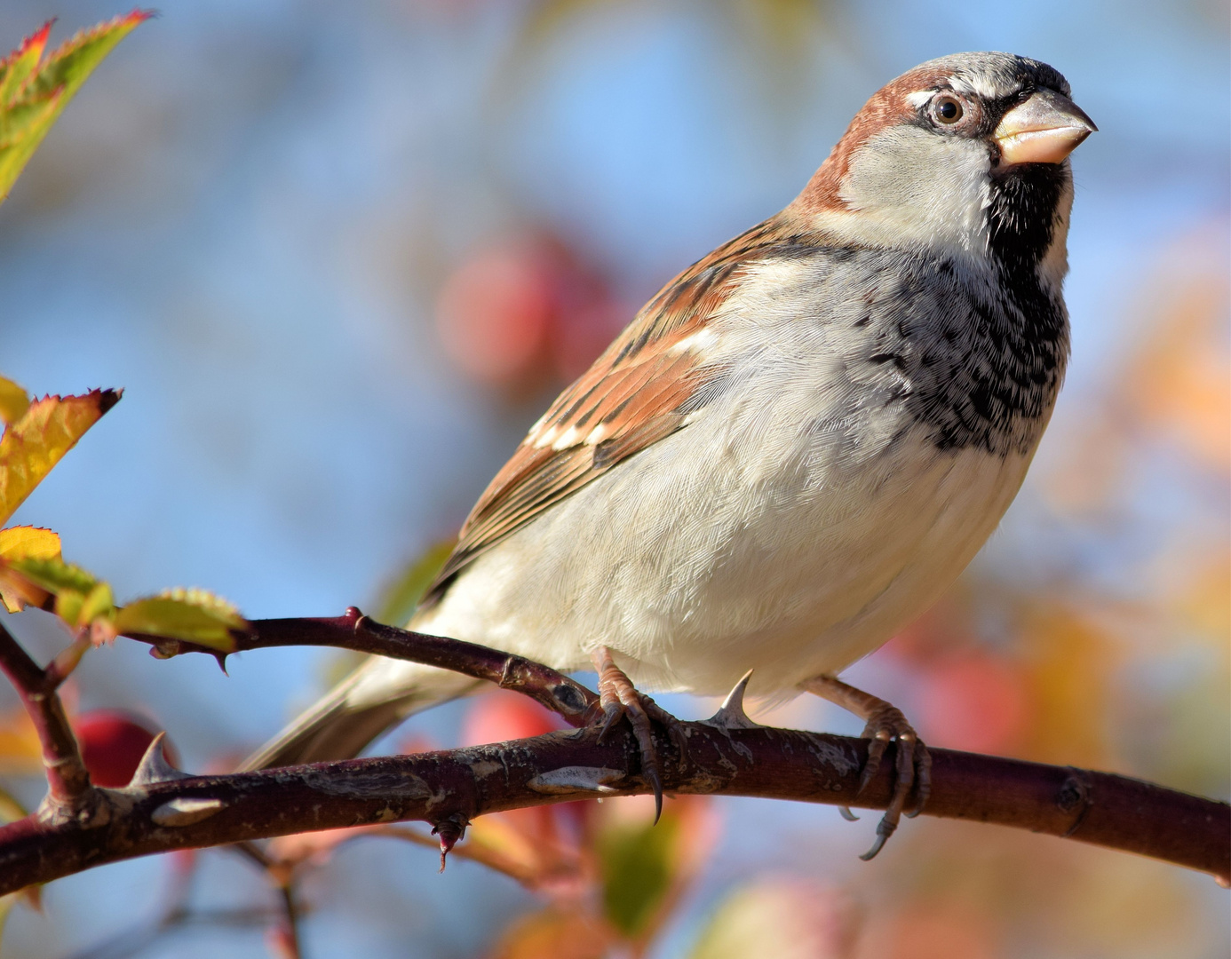 Spatz in der Herbstsonne.