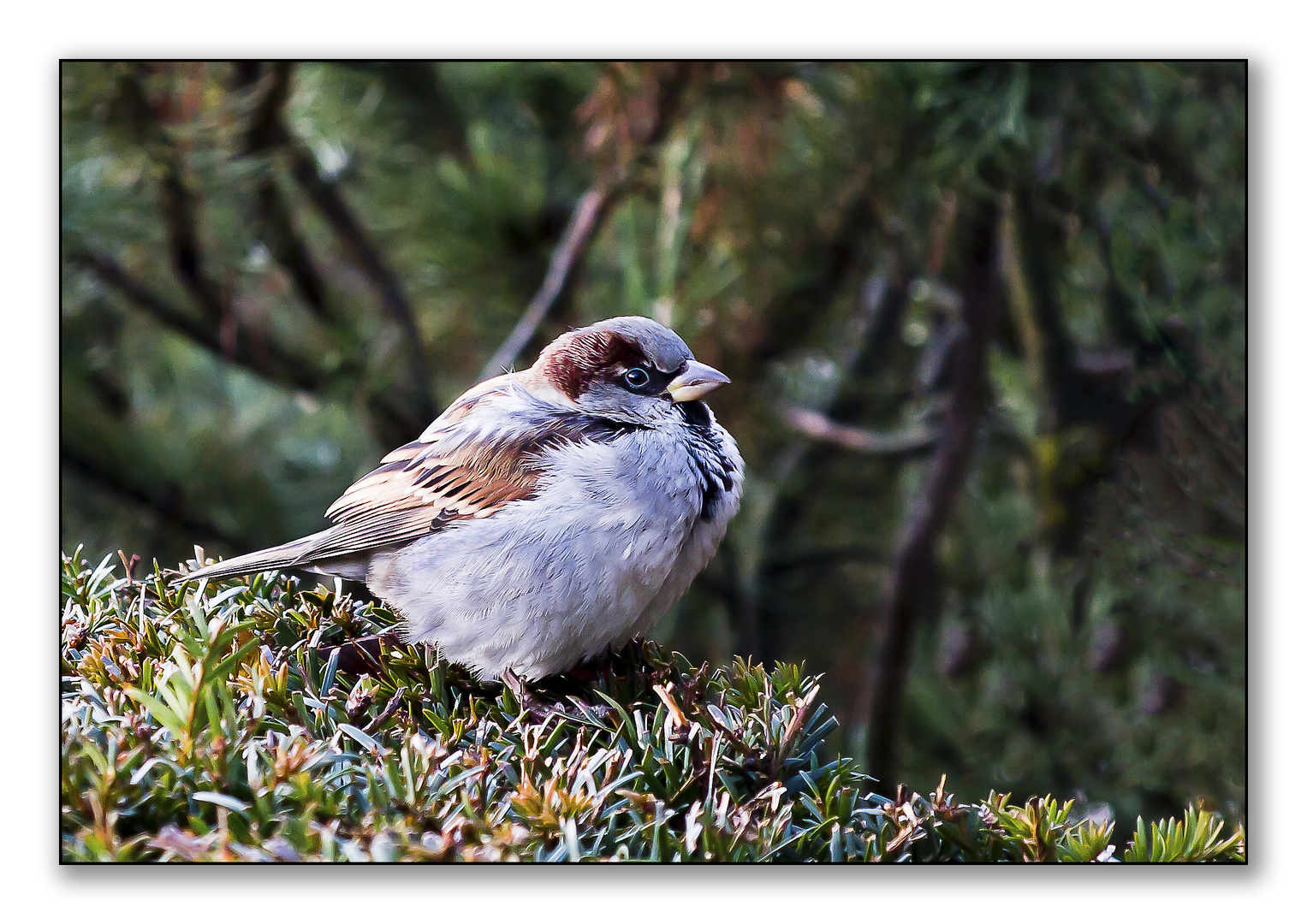 Spatz in der kalte Jahreszeit