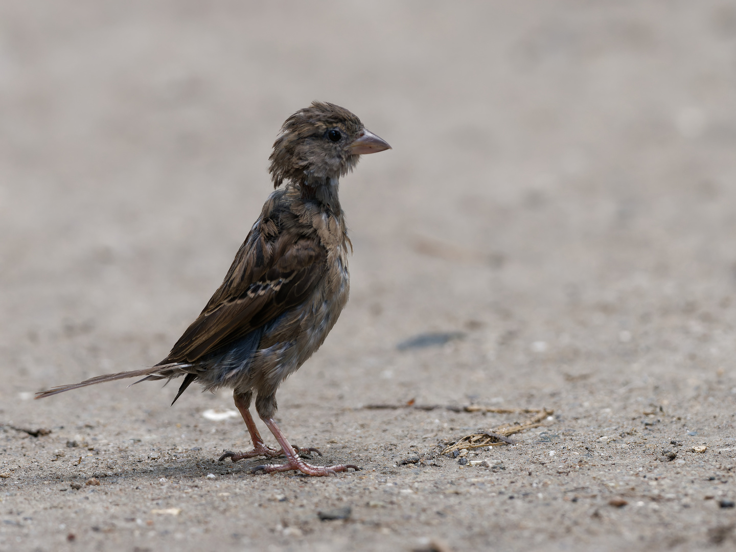 Spatz in der Mauser