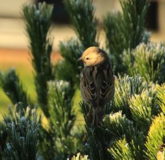 Spatz in der Morgensonne