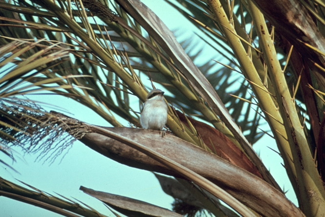 Spatz in der Palme