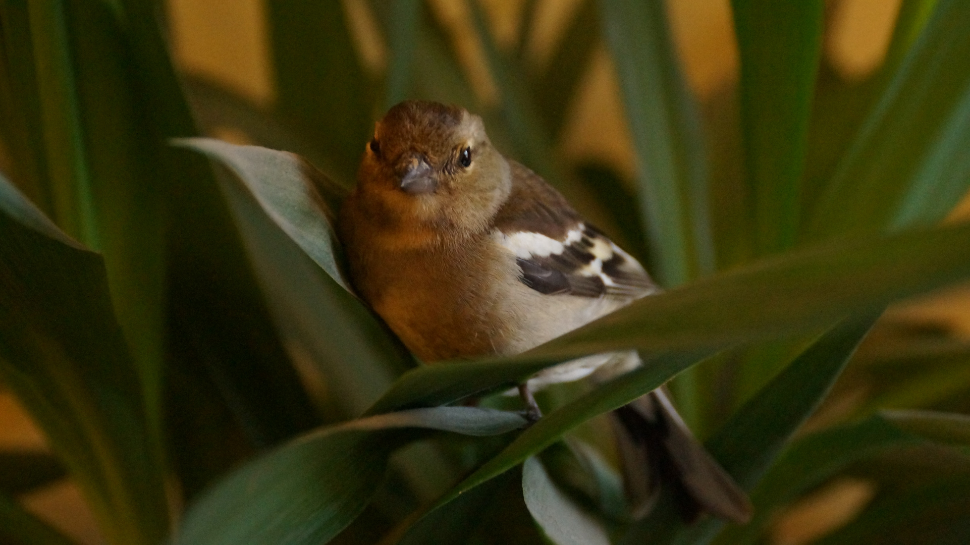 Spatz in der Palme