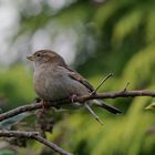 Spatz - in der Ruhe liegt die Kraft