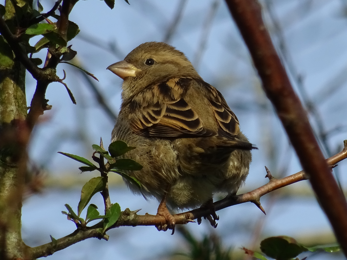 Spatz in der Sonne