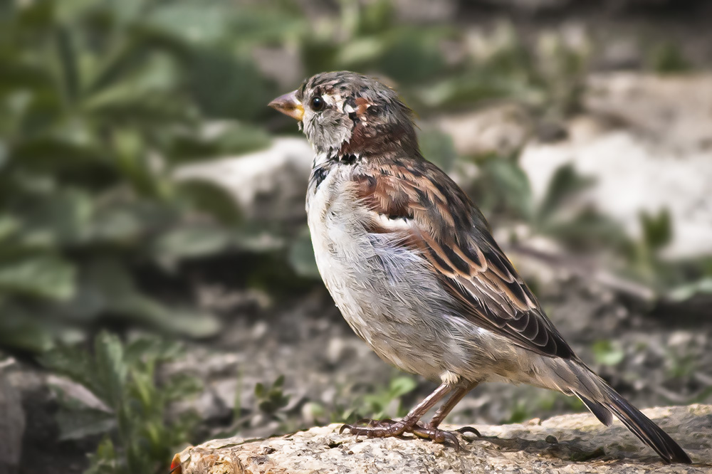 Spatz in der Sonne...