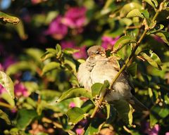 Spatz in der Sonne!