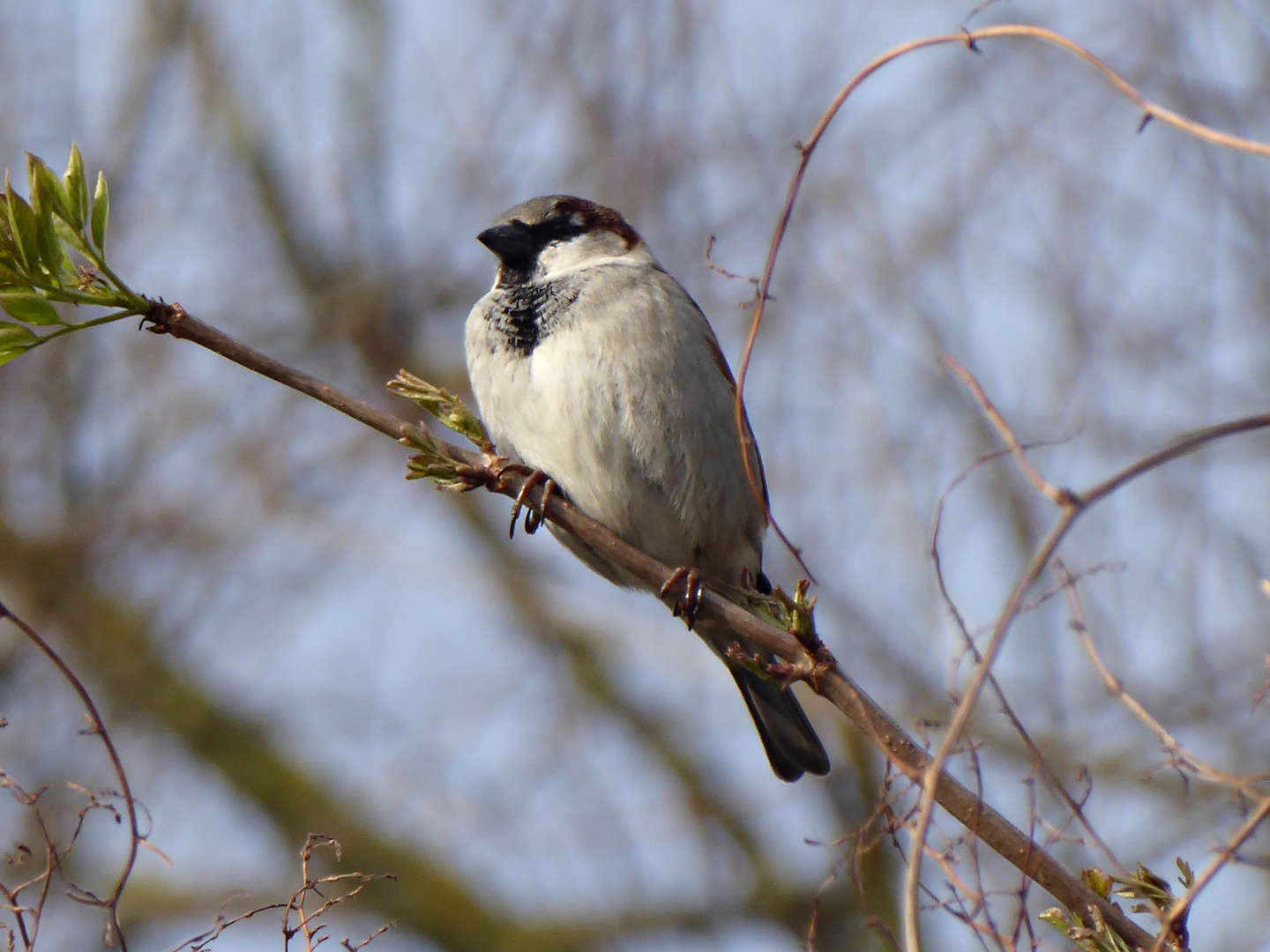 Spatz in der Sonne