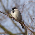 Spatz in der Sonne