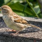 Spatz in der Sonne