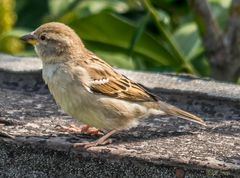 Spatz in der Sonne