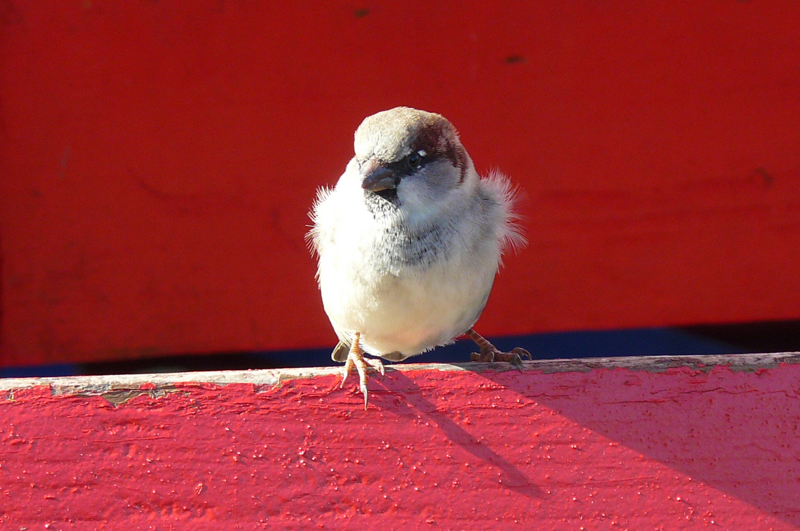 Spatz in der Warteschleife eines Bistros