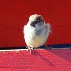 Spatz in der Warteschleife eines Bistros