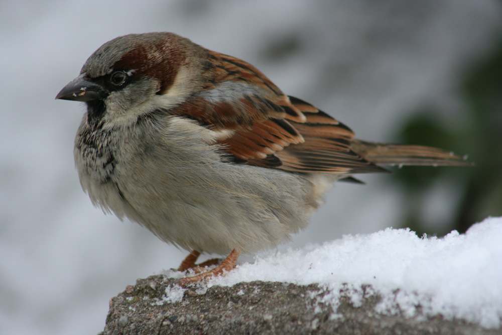 Spatz in der Wilhelma