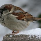 Spatz in der Wilhelma