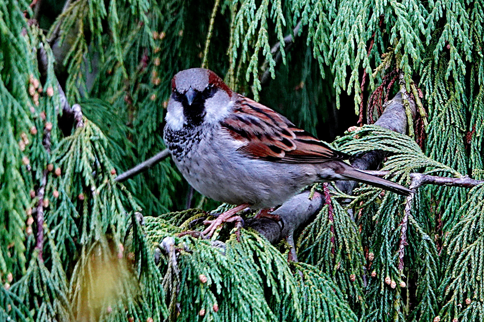 Spatz in der Zypresse