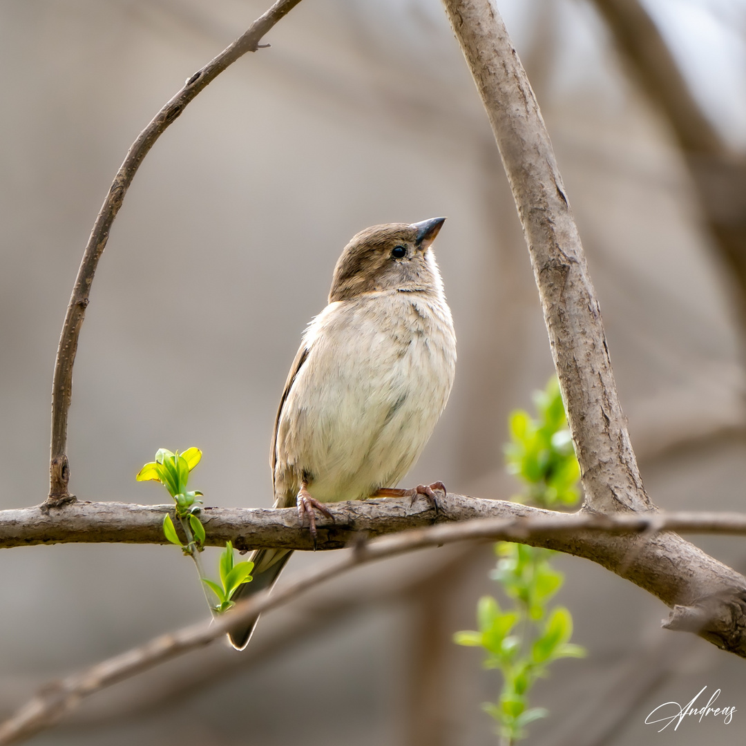 Spatz in harmonischer Umgebung