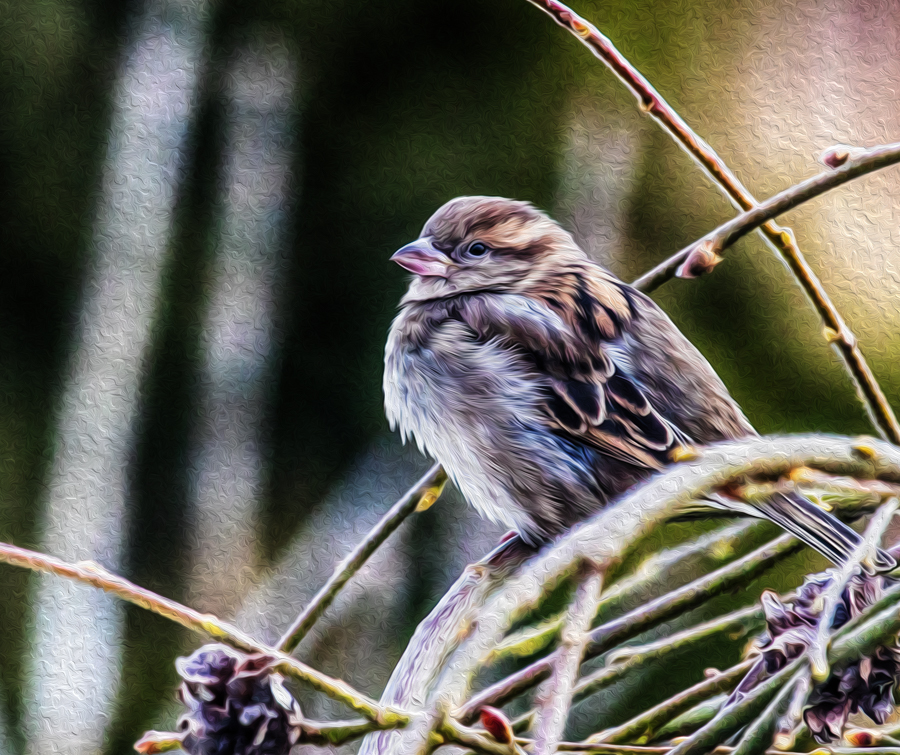 Spatz "in Öl"...