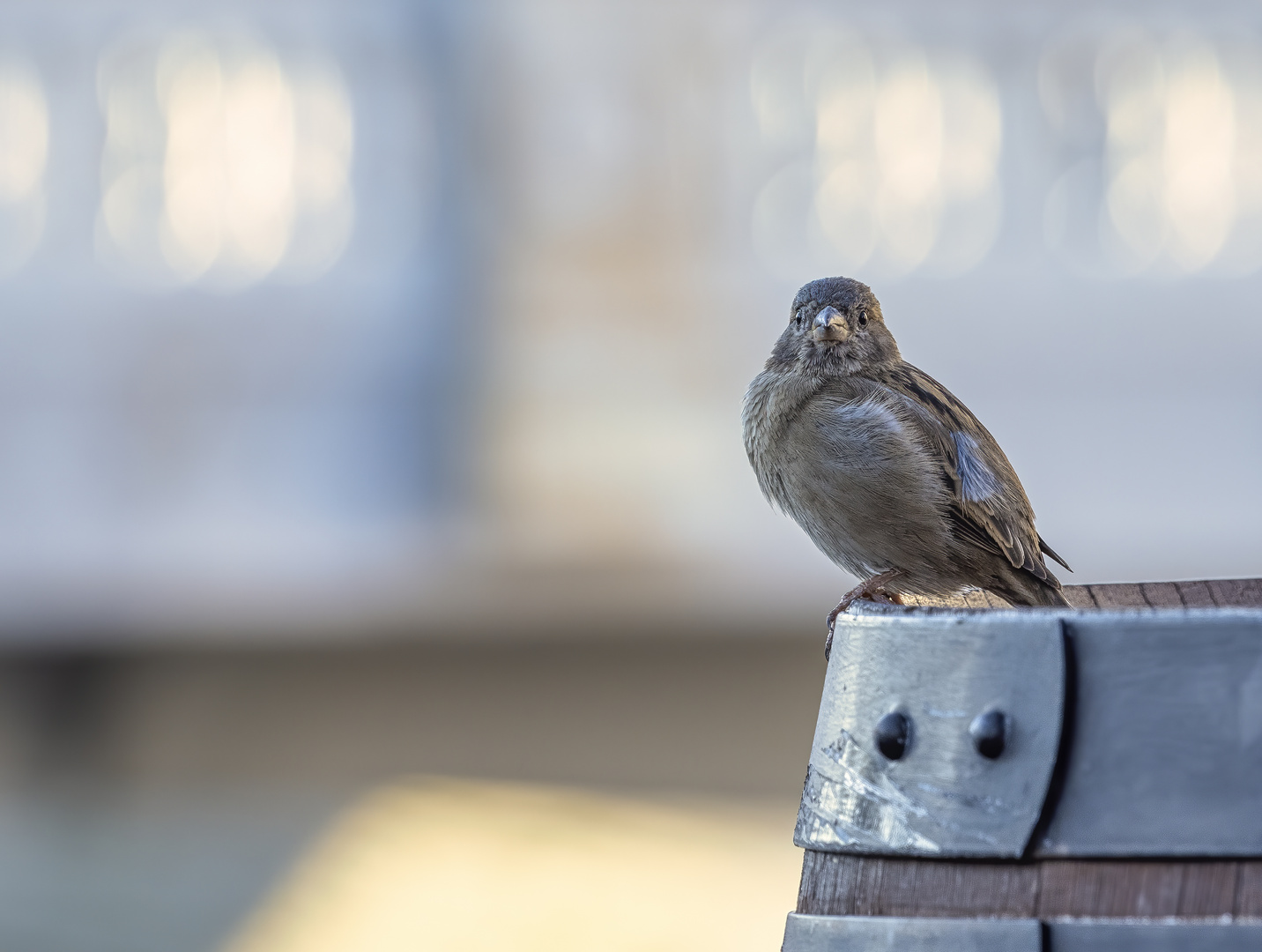 Spatz in Skopje