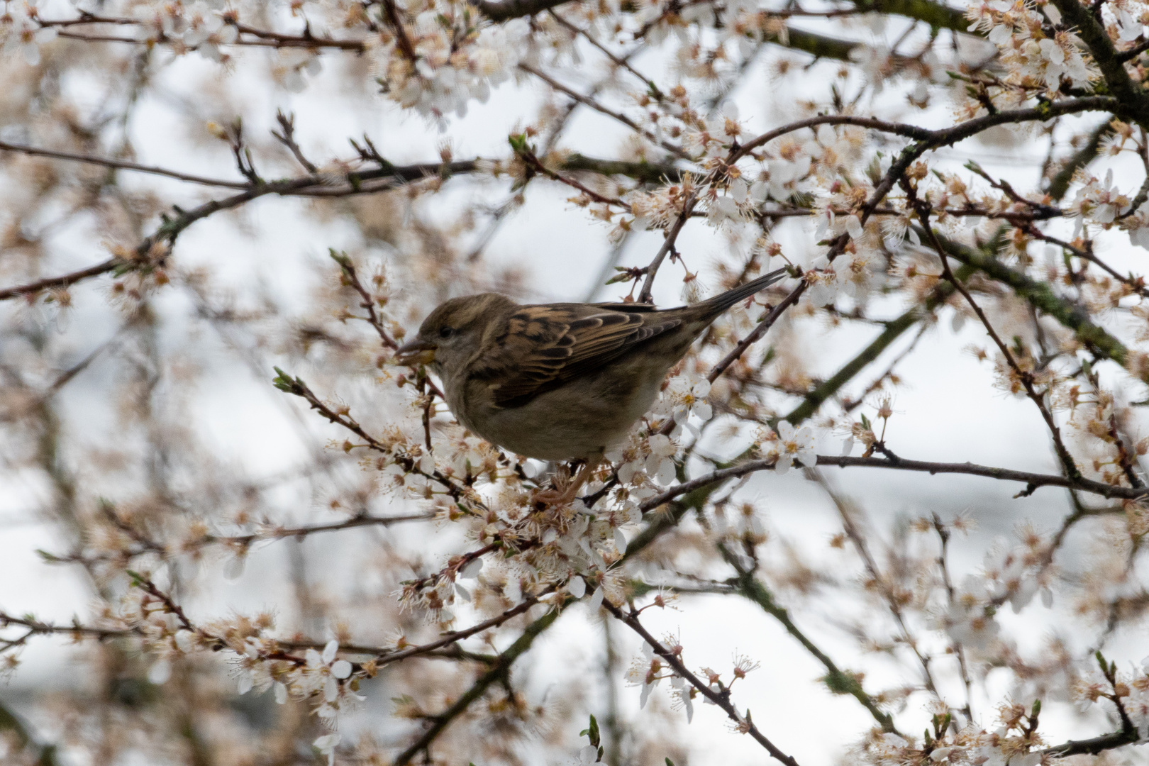 Spatz in unserer Mirabelle