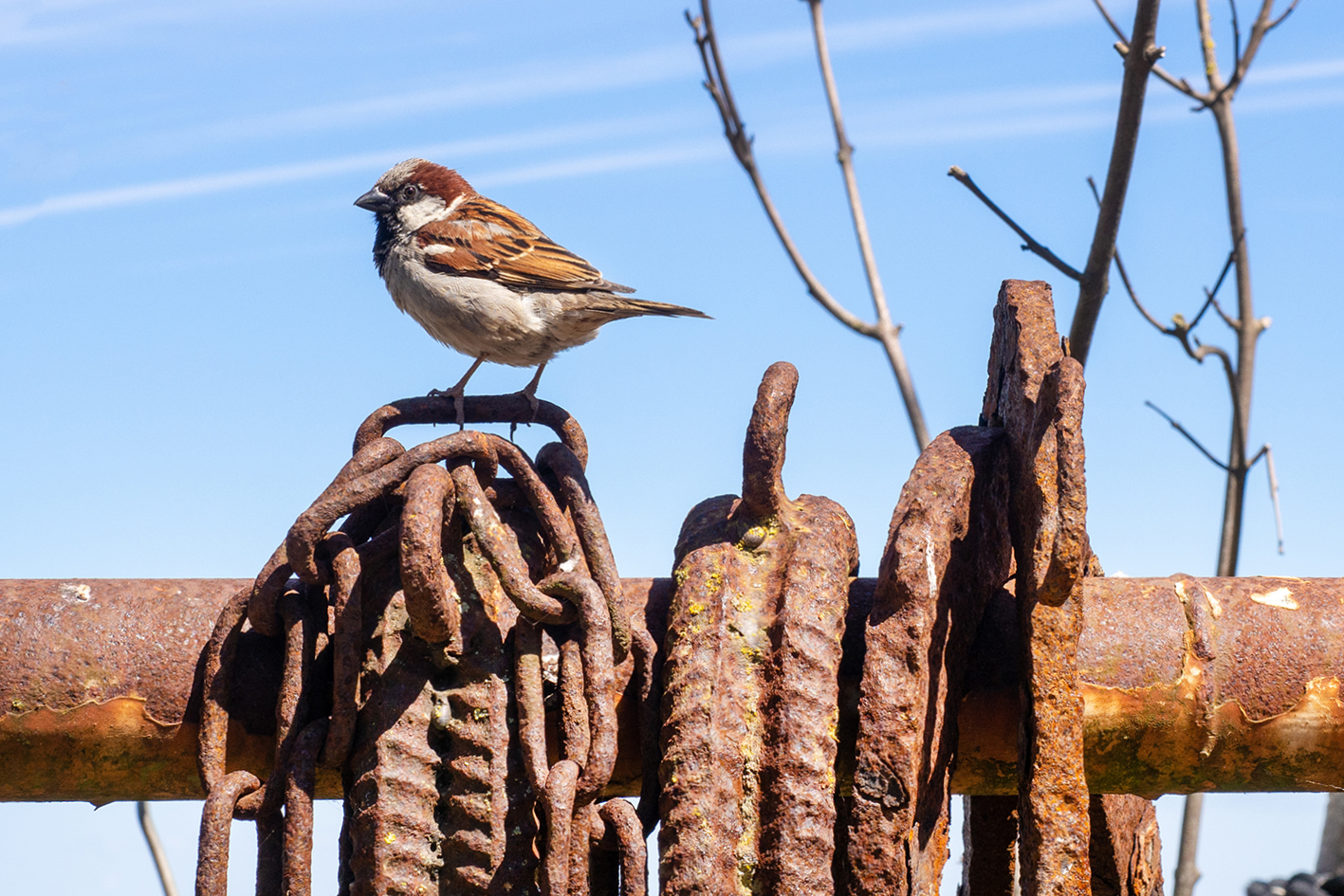 Spatz in Vitt / Rügen 