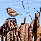 Spatz in Vitt / Rügen 