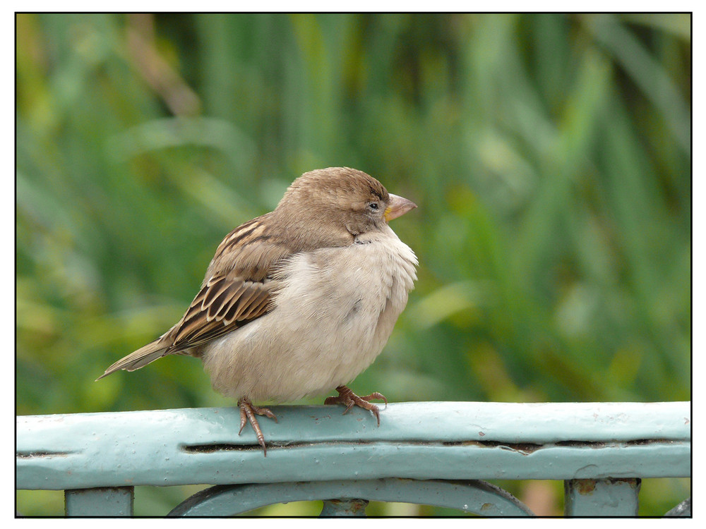 Spatz in Warschau