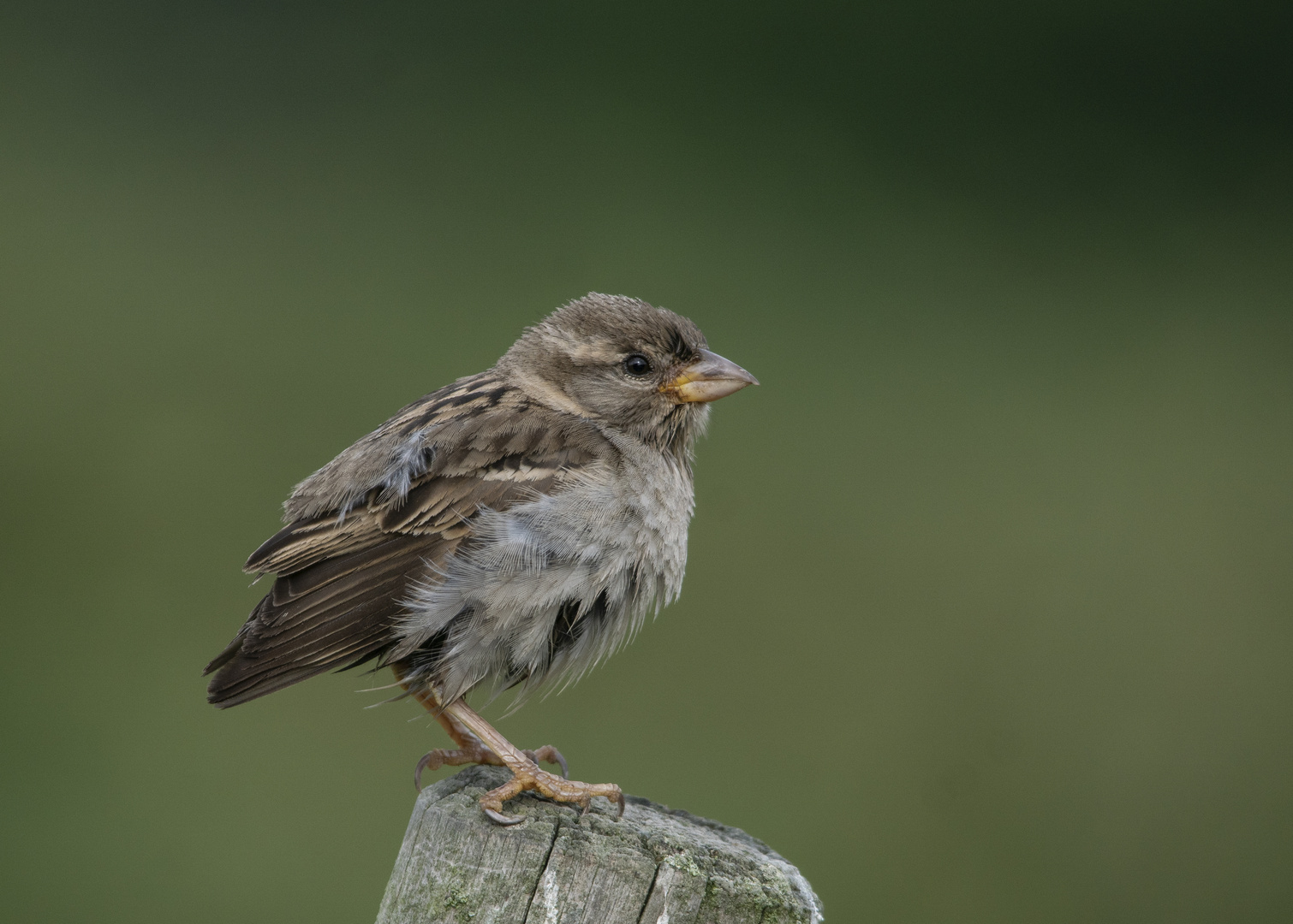 Spatz -Jungvogel         Aufnahme Juli 2023