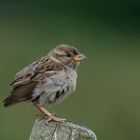 Spatz -Jungvogel         Aufnahme Juli 2023