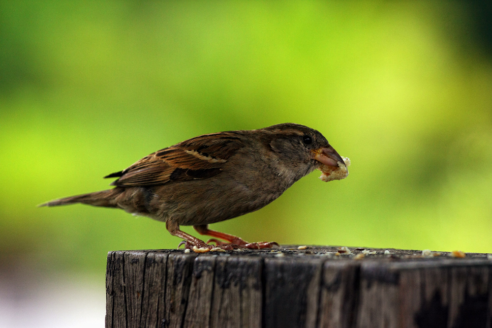 Spatz klassisch