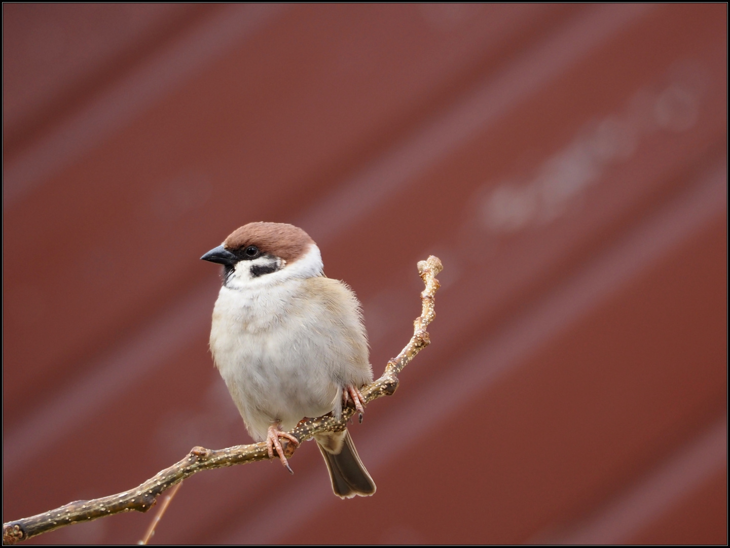 "Spatz ... kommst du auch?"