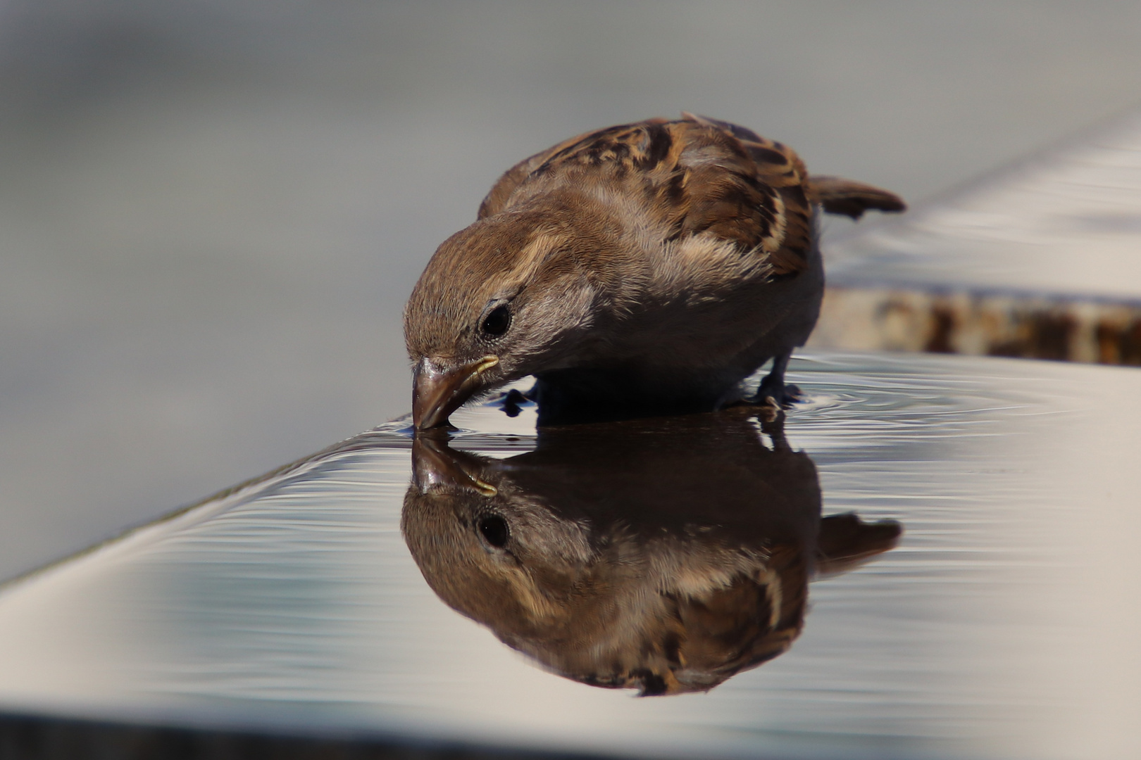 Spatz macht eine Trinkpause