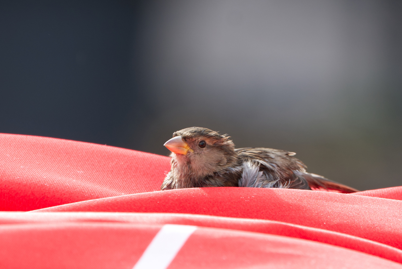 Spatz macht es sich gemütlich