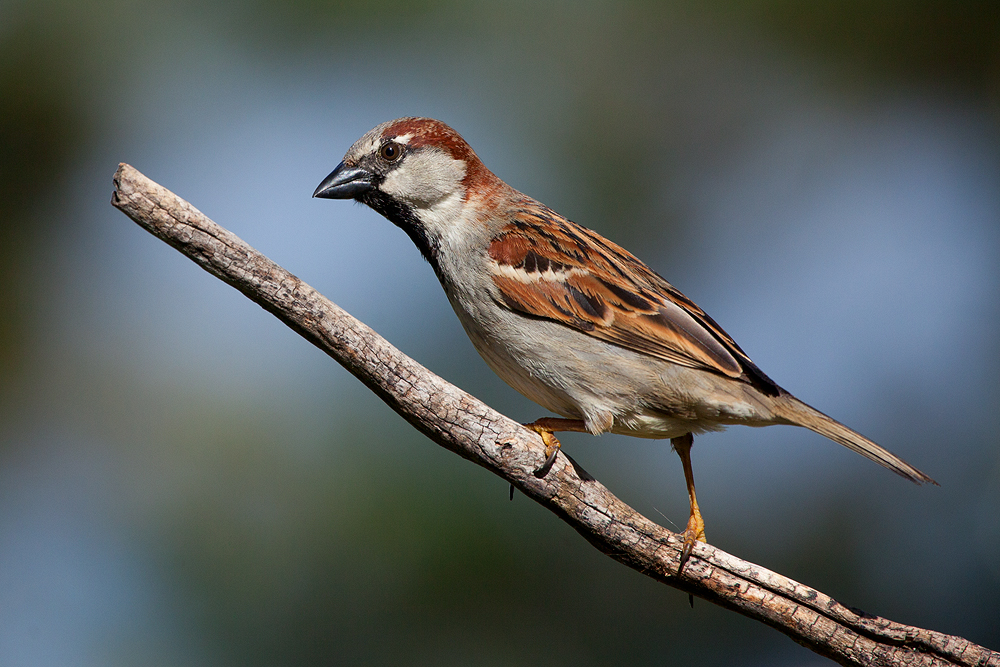 Spatz Männchen