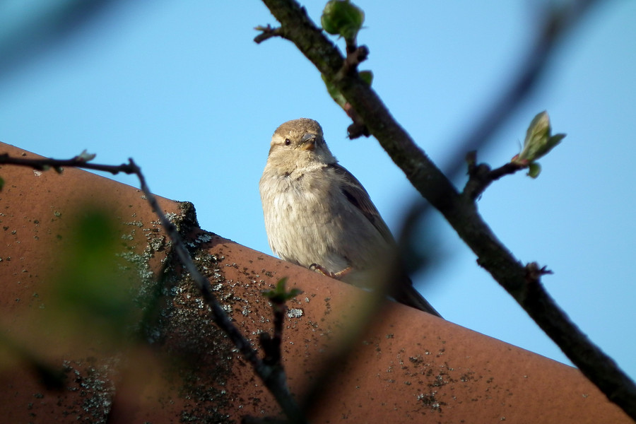 Spatz mal anders