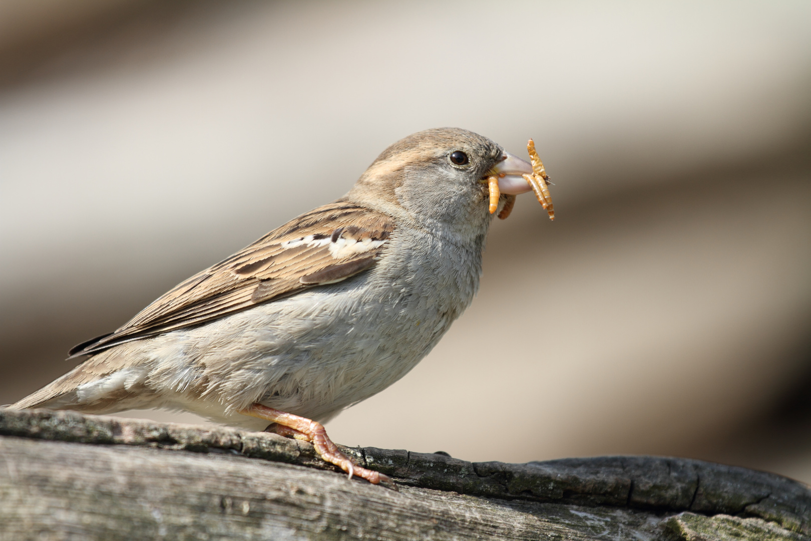 Spatz mit Beute